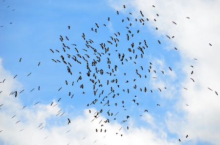 Flock of Ibis soaring through clouds in blue skyの写真素材