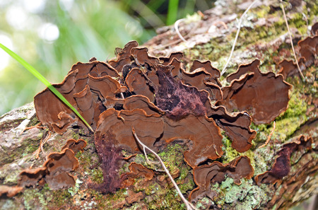 Velvety brown bracket (Trametes) fungus growing on a fallen log in rainforest, Sydney, Australia