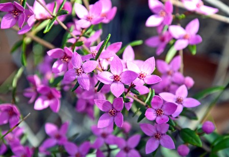 Pink flowers of Australian native Boronia growing in Eucalyptus woodland, Royal National Park, Sydney, Australiaの写真素材