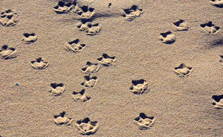 Seagull webbed foot print (tracks) on a sandy beach