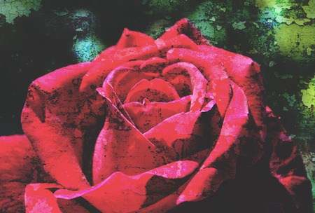 Close up of red rose on green background. Grunge vintage cracked textured photo.の写真素材