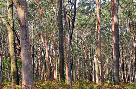 Australian Eucalyptus forest background with Sydney Red Gums, Angophora costata, and bracken fern understorey at Darkes Forest, New South Wales, Australiaの写真素材