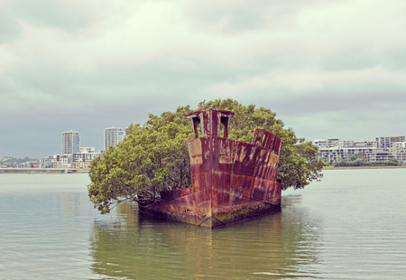 Mangrove trees growing on the shipwreck of the steam collier SS Ayrfield at Homebush bay, Sydney, Australia. Used to carry supplies to Pacific allies in WWII.の写真素材