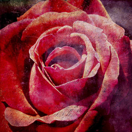 Vintage grunge textured red rose.の写真素材