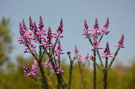 Purple wildflowers of the Australian native Comesperma ericinum growing in coastal heath in the Royal National Park. Known as pyramid flower, heath milkwort and pink matchheads.の写真素材