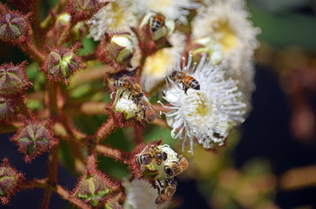 Honey bees swarming on opening flower buds of Angophora hispida (Dwarf Apple tree) in the Royal National Park, NSW, Australiaの写真素材