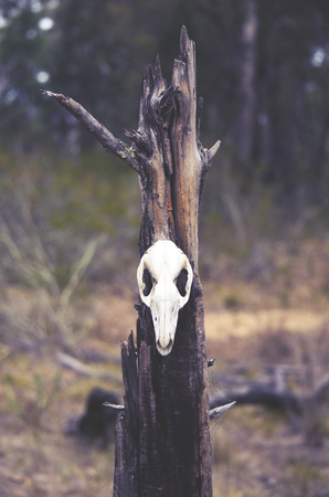 Kangaroo skull on tree stump in forest. Moody, dark, pagan and animal totem concepts.の写真素材