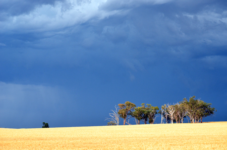 Dramatic dark stormy sky and rain falling over a stand of Eucalyptus trees in farmland near Grenfell, central west NSW, Australiaの写真素材