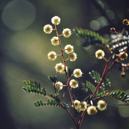 Sunshine Wattle, Acacia terminalis, growing in the Royal National Park, Sydney, NSW, Australia.の写真素材