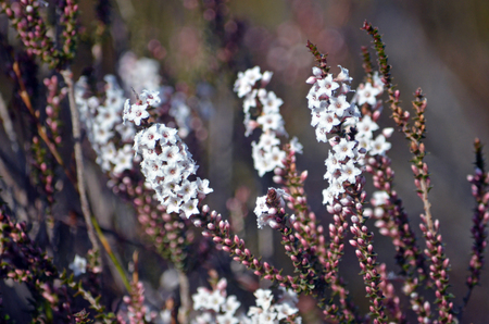 Flowers and buds of the Australian native Coast Coral Heath, Epacris microphylla, growing in heath along the Little Marley fire trail, Royal National Park, Sydney, Australia. Flowers winter to summerの写真素材