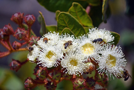 Honey bees swarming on opening flower buds of Angophora hispida (Dwarf Apple tree) in the Royal National Park, NSW, Australiaの写真素材