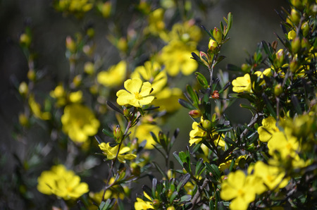 Yellow flowers of the Australian native Hibbertia monogyna, family Dilleniaceae, growing in heath in the Royal National Park, Sydney, New South Wales, Australiaの写真素材