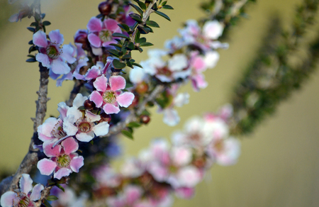 Pink and white flowers and buds of the Peach blossom Tea Tree Leptospermum squarrosum, family Myrtaceae, growing in heath on the coast track, Royal National Park, Sydney, New South Wales, Australiaの写真素材