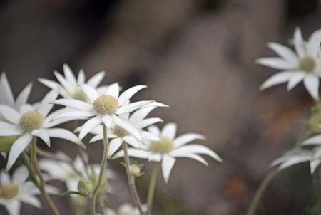 Australian native flannel flowers, Actinotus helianthi, Royal National Park, Sydney, New South Wales, Australia. Spring and summer flowering.の写真素材