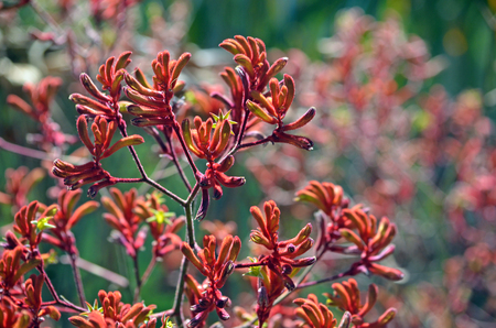 Western Australian native Red Kangaroo Paw plants, Anigozanthos, family Haemodoraceae (bloodwort family)の写真素材