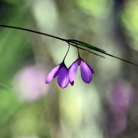 Purple flowers of the native Australian Black-eyed Susan, Tetratheca shiressii, family Elaeocarpaceae, growing in heath, Royal National Park, NSW, Australiaの写真素材
