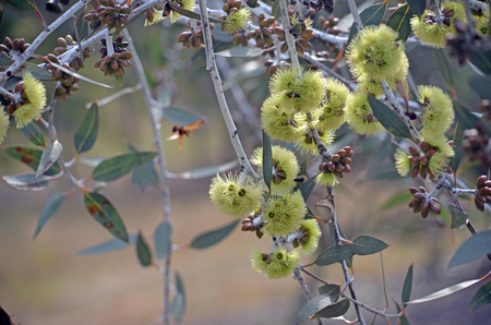 Yellow flowers and buds of the rare Desmond Mallee, Eucalyptus desmondensis, family Myrtaceae. Endemic to Mount Desmond near Ravensthorpe in Western Australia.の写真素材
