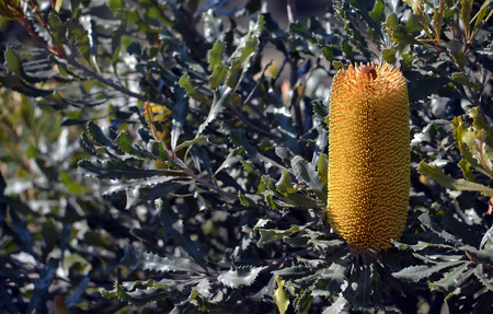 Tall yellow flower spikes of the Australian native Golden Stalk Banksia, Banksia media, family Proteaceae. Endemic to Western Australia. Also known as Southern Plains Banksia.の写真素材