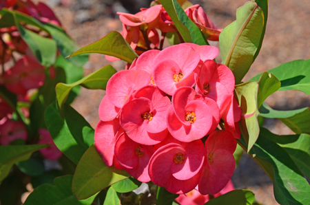 Red flowers of the Giant Crown of Thorns plant Euphorbia milii var. hislopii, family Euphorbiaceae. Hardy, drought tolerant succulent cactus species with spines. Endemic to Madagascar.の写真素材