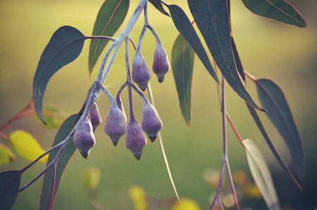 Pink buds of the Australian native Silver Princess Eucalyptus caesia, family Myrtaceae, in afternoon light. Endemic to Western Australia.の写真素材