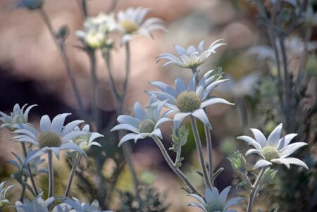 Australian native flannel flowers, Actinotus helianthi, growing in woodland understory, Sydney, New South Wales, Australia. Spring and summer flowering.の写真素材