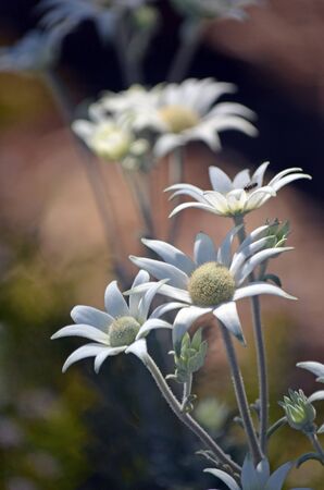 Australian native flannel flowers, Actinotus helianthi, growing in woodland understory, Sydney, New South Wales, Australia. Spring and summer flowering.の写真素材
