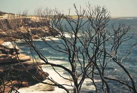 Burnt and blackened trees on coastal sandstone plateau at Cape Solander after a bushfire in Kamay Botany Bay National Park, Sydney, NSW, Australia.の写真素材