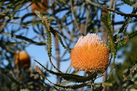 White and orange inflorescence of the Acorn Banksia, Banksia prionotes, family Proteaceae. Native to Western Australia.  Individual flowers open bottom to top resulting in acorn-like appearanceの写真素材
