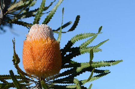 White and orange inflorescence of the Acorn Banksia, Banksia prionotes, family Proteaceae. Native to Western Australia.  Individual flowers open bottom to top resulting in acorn-like appearanceの写真素材