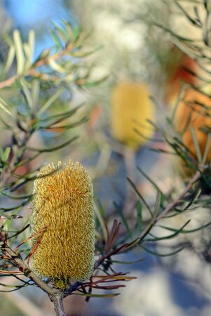 Yellow inflorescence and flowers of the Australian native Silver Banksia, Banksia marginate, family Proteaceae. Also known as Honeysuckle Banksia. Small shrub endemic to eastern Australia.の写真素材