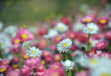 Spring background of a flower bed of Australian pink, yellow and white everlasting daisies....