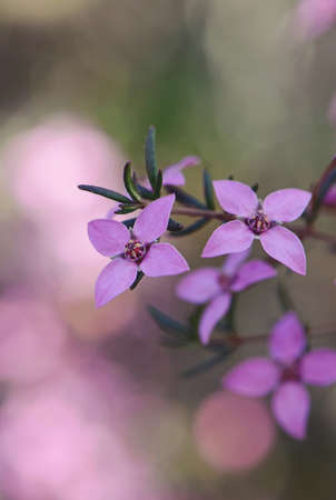 Close up of pink flowers of the Australian native Boronia ledifolia, family Rutaceae, Royal National Park, Sydney, Australia. Also known as the Showy, Sydney or Ledum Boroniaの写真素材