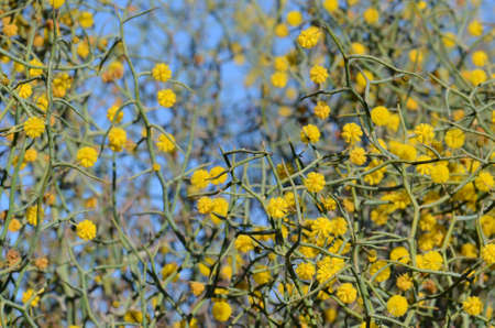 Spiny blue-green branches and yellow flowers of the unusual Australian native Leafless Rock Wattle,...