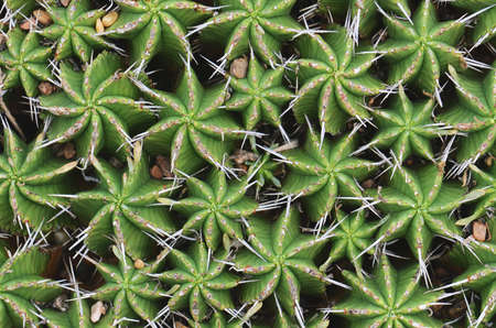 Striking symmetry of a clump of Pincushion Euphorbia stems, Euphorbia pulvinata, family...