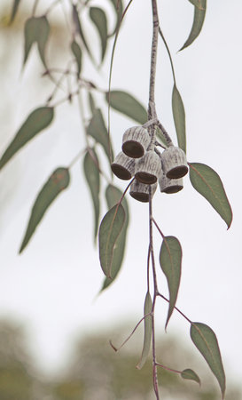 Large white gumnuts and grey green leaves of the Australian native Silver Princess, Eucalyptus caesia, family Myrtaceae. Endemic to Western Australiaの写真素材