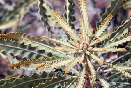 Foliage and new growth of the Australian native Acorn banksia, Banksia prionotes, family Proteaceae. Also known as the Orange Banksiaの写真素材