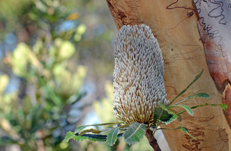 Australian native Old Man Banksia flower head, Banksia serrata, with Scribbly Gum, Eucalyptus haemastoma, in background, in Sydney woodland, NSW, Australiaの写真素材