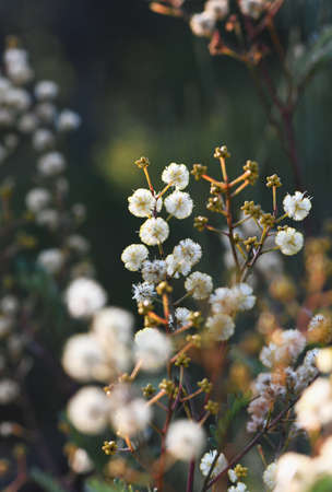 Flowers and buds of the Australian native Sunshine Wattle, Acacia terminalis, family Fabaceae,...