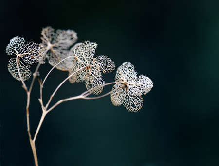 Lacy, romantic, delicate dead dried hydrangea flower skeletons. Autumn winter dark botanical...
