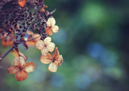 Dead dried hydrangea flowers in soft afternoon light. Natural moody autumn botanical backgroundの写真素材