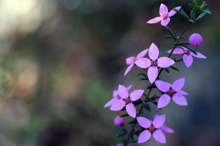 Australian native pink wildflower background of Boronia ledifolia, family Rutaceae. Growing in Sydney woodland, NSW, Australia. Known as the Showy, Sydney or Ledum Boronia. Winter to spring floweringの写真素材