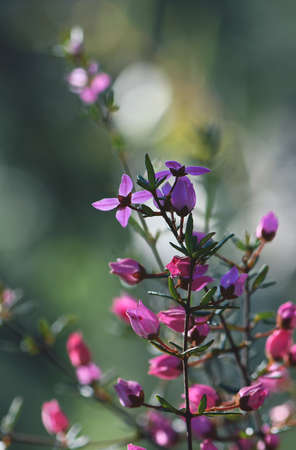 Backlit pink flowers and buds of Australian native Boronia ledifolia, family Rutaceae. Growing in Sydney woodland, NSW, Australia. Known as the Showy, Sydney or Ledum Boronia. Winter to spring flowersの写真素材