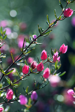 Backlit pink flowers and buds of Australian native Boronia ledifolia, family Rutaceae. Growing in Sydney woodland, NSW, Australia. Known as the Showy, Sydney or Ledum Boronia. Winter to spring flowersの写真素材