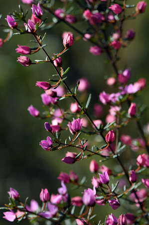 Backlit pink flowers and buds of Australian native Boronia ledifolia, family Rutaceae. Growing in Sydney woodland, NSW, Australia. Known as the Showy, Sydney or Ledum Boronia. Winter to spring flowersの写真素材
