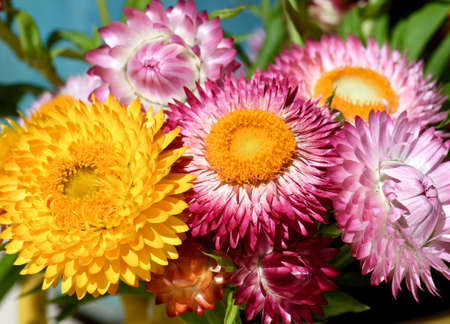 Closeup of vibrant colorful spring bouquet of Australian native Everlasting Daisies, Xerochrysum bracteatum, family Asteraceae. Endemic to all Australian states and territories. Known as Paper daisiesの写真素材
