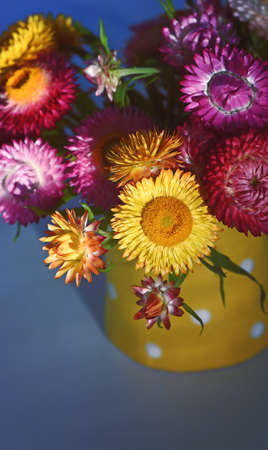 Vibrant colorful spring bouquet of Australian native Everlasting Daisies, Xerochrysum bracteatum, family Asteraceae. Endemic to all Australian states and territories. Also known as Paper daisiesの写真素材
