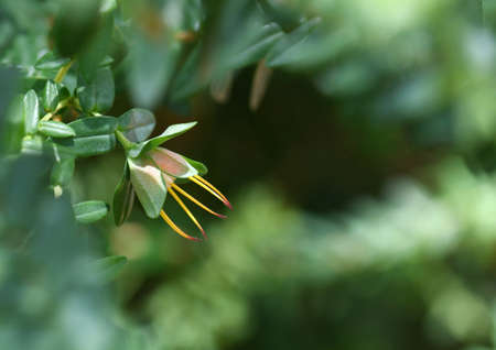 Australian nature background of native Lemon Scented Myrtle inflorescence, Darwinia citriodora,...