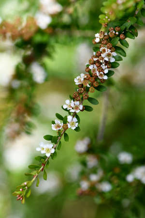 Small white flowers of the Australian native heath species Triplarina volcanica subspecies volcanica, family Myrtaceae. Endemic to SE Queensland with restricted distribution to Glass House Mountainsの写真素材