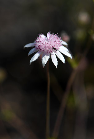 Ant on delicate small flower of the rare Australian native Pink Flannel Flower, Actinotus forsythii, family Apiaceae. Endemic to the damp areas in open forest and heath in Blue Mountains, NSWの写真素材