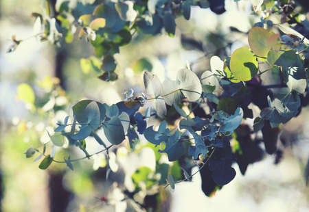 Australian flora background of sunlit ovate leaves of the Australian native Silver Dollar gum tree, Eucalyptus cinerea, family Myrtaceae. Also known as the Argyle Appleの写真素材